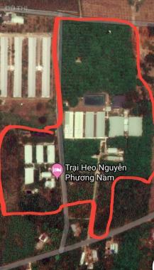 Cần bán gấp trang trại 9ha 3 mặt tiền Sông Xoài, Huyện Phú Mỹ (Tân Thành), Bà Rịa - Vũng Tàu