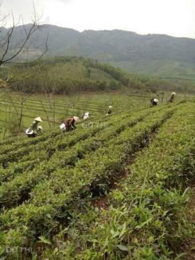 Cần bán mảnh đất 2,5ha Thanh Sơn, Phú Thọ làm nghỉ dưỡng view siêu thoáng