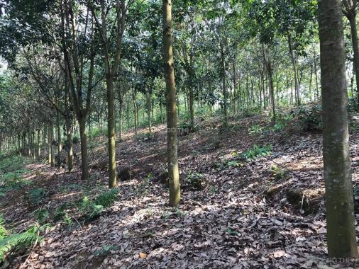 Cần bán rừng cao su tại huyện Mường Ảng, tỉnh Điện Biên