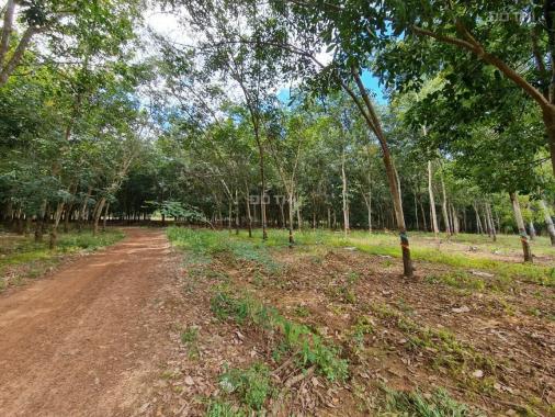 Bán đất tại xã An Long, Phú Giáo, Bình Dương diện tích 9666m2, giá 3 tỷ