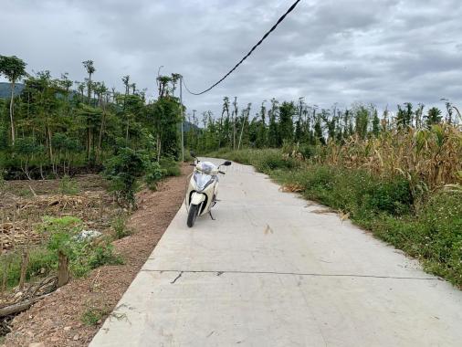 Đất vườn điều tại Thọ Lộc, Xuân Lộc, Đồng Nai, DT 3540m2, đường bê tông lớn, giá bán nhanh 1,8 tỷ
