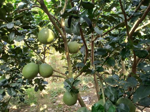 Cần bán gấp vườn bưởi, trái sai trĩu cành tại Chợ Gạo Tiền Giang