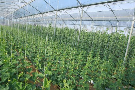 Cần chuyển nhượng Farm trồng dưa lưới dt 1800m2 bằng công nghệ Israel tại thị trấn Quốc Oai