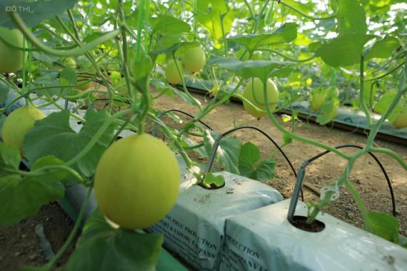 Cần chuyển nhượng Farm trồng dưa lưới dt 1800m2 bằng công nghệ Israel tại thị trấn Quốc Oai