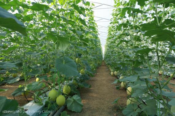 Cần chuyển nhượng Farm trồng dưa lưới dt 1800m2 bằng công nghệ Israel tại thị trấn Quốc Oai