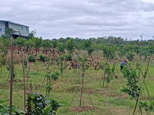 Bán trang trại rộng 5,6ha tại Cẩm Mỹ, Đồng Nai giáp TP. Long Khánh, giá 28 tỷ