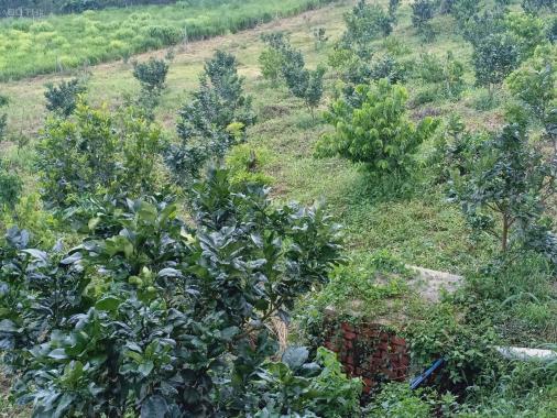 Bán trang trại rộng 5,6ha tại Cẩm Mỹ, Đồng Nai giáp TP. Long Khánh, giá 28 tỷ