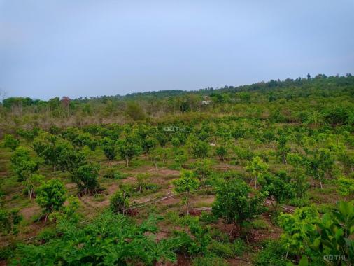 Bán trang trại rộng 5,6ha tại Cẩm Mỹ, Đồng Nai giáp TP. Long Khánh, giá 28 tỷ