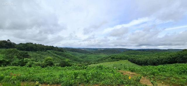 Chuyển nhượng đất rừng sản xuất tại Đắk Lắk