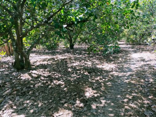 Chính chủ cần bán 2 mẫu 7 đất trồng cây lâu năm tại Xã Đăk Lua, Huyện Tân Phú, Đồng Nai
