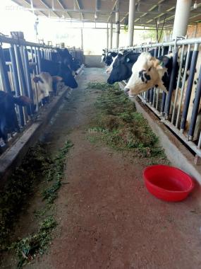 Chính chủ cần bán trang trại bò ở Thôn Cầu Sắt, xã Tu Tra, Huyện Đơn Dương, Lâm Đồng