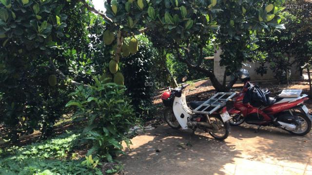 Cần sang nhượng vườn trái cây 4.3 ha tại Xuân Lộc. Đang cho thu nhập 1 tỷ/năm