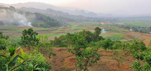 Siêu phẩm hơn 3,6ha đất rsx giá cực sốc tại Nam Phong, Cao Phong, Hoà Bình