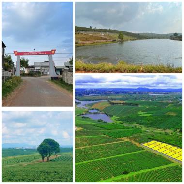 Đất đồi chè, gần chợ Lộc Quảng, view đẹp xuất sắc