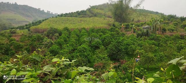 Đất Cao Phong trồng cam 1200m2, giá rẻ nhất