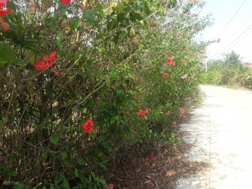 Bán đất vườn tại huyện Cẩm Mỹ, đường xe hơi, sổ hồng riêng, có cây ăn trái