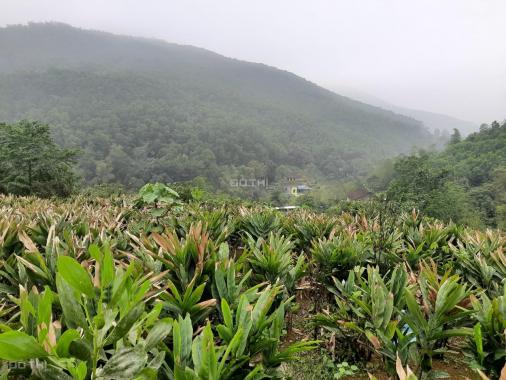 Bán nhanh 20ha đất rừng sản xuất Liên Sơn, Lương Sơn, Hòa Bình