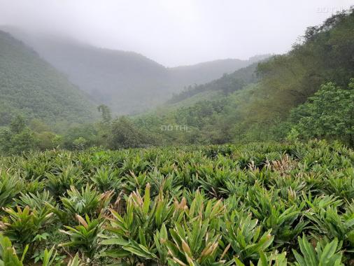 Bán nhanh 20ha đất rừng sản xuất Liên Sơn, Lương Sơn, Hòa Bình