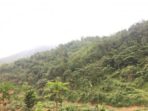Cần bán 25ha đất rừng sản xuất giá chỉ với 200 triệu/ha tại Kim Bôi, Hòa Bình