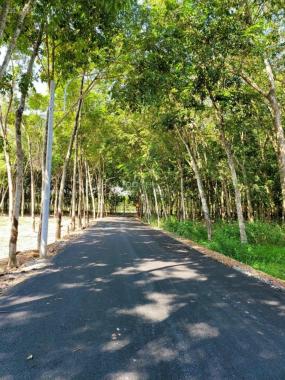 Bán đất mặt tiền đường nhựa thông Phú An Bến Cát DT 20x135m xây biệt thự nhà vườn cực đẹp