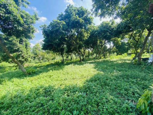 Đất nghỉ dưỡng Cẩm Lĩnh Ba Vì Hà Nội 7000 m2 giá chỉ 1tr/m2. Liên hệ 0971262926: Duy Tân