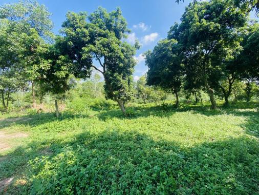 Đất nghỉ dưỡng Cẩm Lĩnh Ba Vì Hà Nội 7000 m2 giá chỉ 1tr/m2. Liên hệ 0971262926: Duy Tân