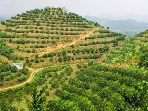 Chuyển nhượng 10.89ha đất rừng sản xuất rẻ đẹp tại Cao Phong, Hòa Bình