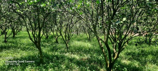 Cần tiền bán gấp đất trồng cây lâu năm tại huyện Cao Phong