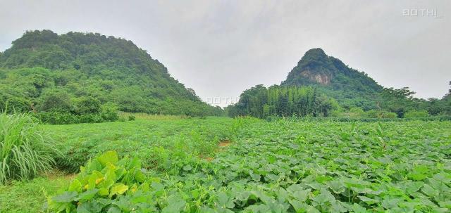 Cần bán 3624m2 đất thổ cư view núi non tuyệt đẹp, giá rẻ tại Kim Bôi, Hòa Bình