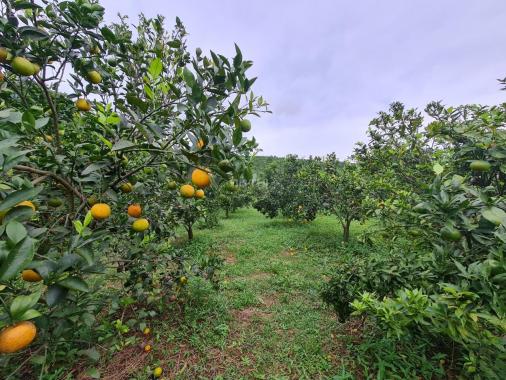 Bán đất Cao Phong hơn 7000m giá chỉ 1.x tỷ có thổ cư, sẵn vườn cam