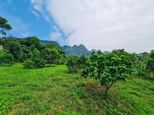Chỉ hơn 1 tỷ sở hữu ngay 5.000m2 đất thổ view đẹp tại Kim Bôi, Hòa Bình