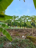 Đất trồng cây ăn quả xã Duyên Hà 1.100m2 đất mặt tiền 30m 2.62 tỷ Thanh Trì
