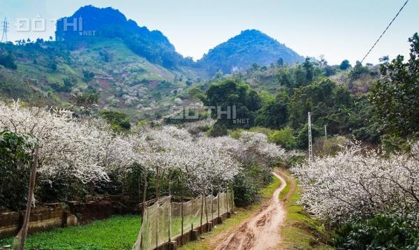 Cần bán mảnh đất siêu đẹp, có ao, suối và sẵn thổ cư ở Tân Lập, Mộc Châu