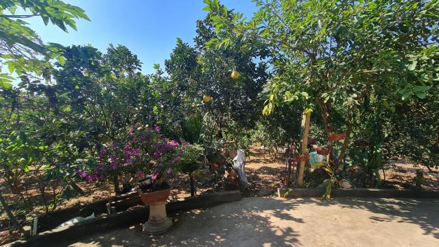Bán 2155m2 đất tặng nhà 2 tầng + vườn cây ăn quả tại thị trấn Chũ Bắc Giang hợp đầu tư xây biệt thự