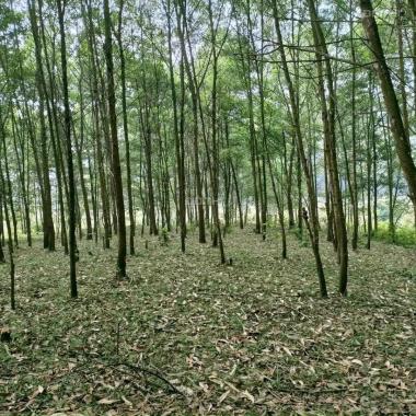 Bán gấp 1ha đất trồng rừng tại Yên Trung Thạch Thất, cách đường cao tốc HN - HB 400m