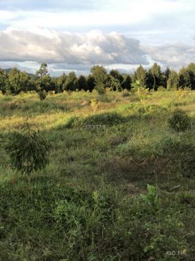 Vườn sầu riêng tại Phú An, Tân Phú gần rừng Nam Cát Tiên, khí hậu mát mẻ giá đầu tư
