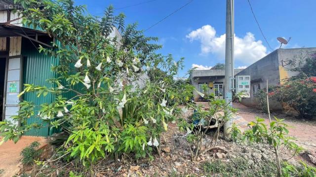 Bán đất chính chủ tại Suối Thông A2 - xã Đạ Ròn - Đơn Dương - Lâm Đồng