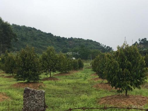 Lô đất đẹp 2 mặt tiền đường tại Phú An, Tân Phú trồng full sầu riêng giá ngộp