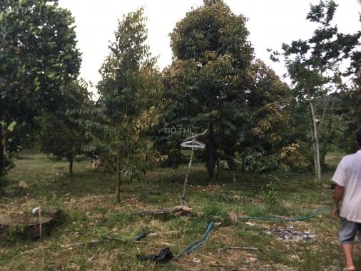 1,2ha Phú An, Tân Phú có sẵn 400m2 ONT trồng sầu riêng, chôm chôm giá đầu tư