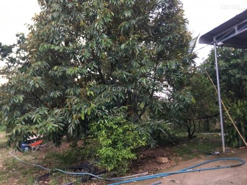 1,2ha Phú An, Tân Phú có sẵn 400m2 ONT trồng sầu riêng, chôm chôm giá đầu tư