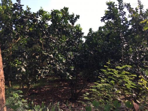 Bán 1,1ha trồng sầu riêng có 148m mặt tiền, Tân Phú - Đồng Nai giá mùa dịch