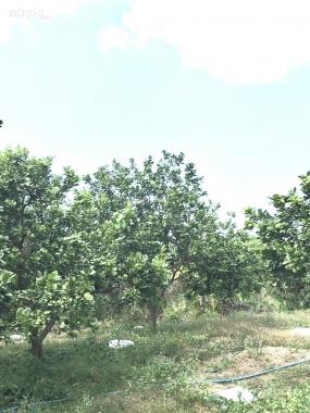 Bán vườn trái cây nghỉ dưỡng 1000m2 giá 730tr ở Định Quán, ĐN. LH 0932056011