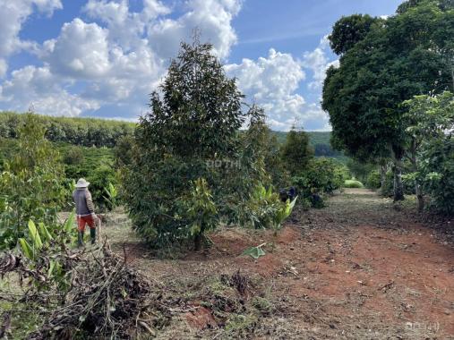 Cần bán hơn 8ha đất có hơn 140m mặt tiền đường nhự, trồng cà phê và sầu riêng tại Đắk Lắk