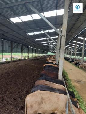Chính chủ cần tiền bán gấp dự án chăn nuôi bò thịt đã hoạt động tại huyện Lạc Sơn, tỉnh Hòa Bình