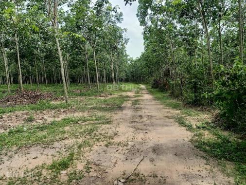 Kẹt tiền bán gấp xã lỗ lô đất Dầu Tiếng gần trung tâm xã Minh Thạnh 1200m2/ 650tr SHR
