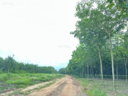 Bán đất tại Xã Lai Hưng, Bàu Bàng, Bình Dương diện tích 133m2 giá 900 triệu