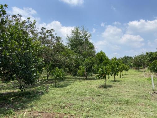 Bán 1 sào đất vườn cây ăn trái trên đường Bình Lộc - Bảo Quang, Long Khánh, Đồng Nai
