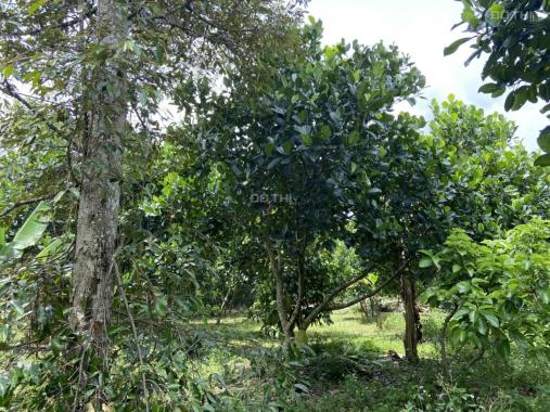 1 sào cây ăn trái - 27m mặt tiền - cách nhựa 300m - Bảo Quang - TP Long Khánh