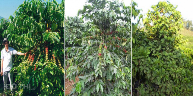 Bán nhanh vườn trái cây diện tích 7.6ha giá 2,5 tỷ chốt