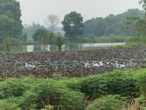 Bán quả đồi 1,6 ha view hồ sen, sát khu du lịch Đầm Long. Tại Sơn Đà, Ba Vì, Hà Nội